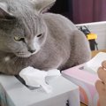 凶暴猫が『乗っていないほうのティッシュ』を取ってみたら…思わぬ結果…