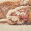 猫の『足の裏の毛がボーボー』を放置しないほうがいい理由　お手入れ…