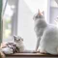 猫も『紫外線対策』が大事！3つの日焼け対策　しないとどんなトラブル…