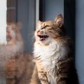 猫が『高い声で鳴く』ときの理由3つ　込められている意味や接し方のコツを…