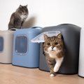 猫用トイレは『カバーあり・なし』どちらを選ぶべき？　それぞれの良…