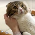 おりこうにできるかな？親子猫さんたちのお留守番♡