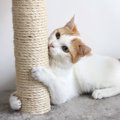 猫が爪とぎをする理由について　対策と防止グッズ