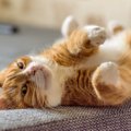 猫がひそかに徹底している『マイルール』5選　行動に隠された心理や習性も…