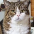 『18歳を迎えた猫』→数年来の涙やけがキレイになった結果…劇的なビフ…