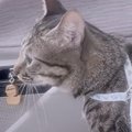 注射のために病院へ行った元野良猫→帰りの車内には“同居犬だけ”…？まさか…