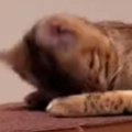 『寝起きの猫』が顔を上げた瞬間…思わず二度見する『とんでもない顔』…