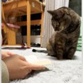 のんびりと読書をしていたら、『そばにいた猫』が突然…まさかの行動に…