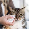 猫の『目ヤニ』が気になったら…考えられる3つの原因　増える、色がおかし…