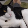 これで免疫力アップ！？ウニャウニャと甘える声が止まらない猫ちゃん。