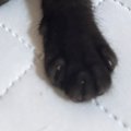 拾われてからまだ1か月しか経っていないのに…子猫が見せた『可愛すぎる様…