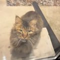 職場に突然現れた『人懐っこい野良猫』→ガラス越しに何かを訴えるように鳴…