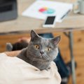 『人気キャラのモデルになった猫種』3選　誰もが知る名作映画の主人公も、…