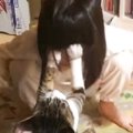 女の子と猫によるじゃれ合いが尊すぎ…微笑ましい光景に癒やされる人続…