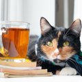 猫に『紅茶』を与えてはダメ！3つの理由　逆に与えても大丈夫なお茶も…