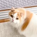 猫がずっとお世話していた弟犬→サロンに行ってしまった結果…心配で見せた…
