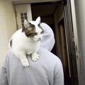 気ままに物見遊山♡飼い主さんの肩越しにお散歩を楽しむ猫ちゃん