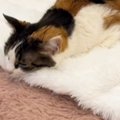 猫が電気毛布の温かさを知ってしまった結果…「溶けてるｗ」「もう抜け出せ…