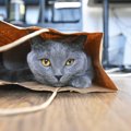 猫が『袋に入りたがる』理由4つ　事故を防ぐために気をつけるべきことも紹介