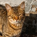 クリミア戦争で兵士たちを飢餓から救った『伝説の猫』