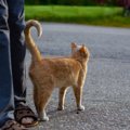愛猫があなたに『しっぽでタッチしてくる』ときのキモチ5選　どう応えてあ…