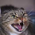 愛猫が『あなたを信用できにゃい』と思っている証拠3選　心当たりがあ…