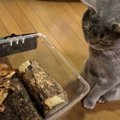 猫ちゃんもジッ。野鳥観察ができなくなってしまったのでカブトムシ観…