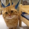 猫ちゃんの悲劇！理想と現実のギャップに思わず笑っちゃう♡