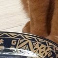 猫に水を飲んでほしくて『鰹節』を入れてみた結果…想定外の『可愛すぎ…