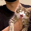 『小さな子猫』を迎えて3年が経過した結果…想像を超える『衝撃のビフ…