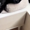 お昼寝中の『仲良しきょうだい猫』を見に行ったら…飼い主爆笑の『まさ…