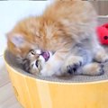 遊んでいる２匹の子ネコ→突然、片方が襲いかかって…尊すぎて『ずっと見て…