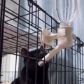 水を飲むと泡が出ることに気づいた黒猫…『まさかの行動』が可愛すぎる…