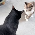 同居猫から背負い投げを食らいそうになって…次の瞬間→黒猫がとった『思わ…