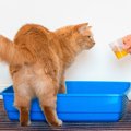 猫が『初期の腎不全』と診断されたら？飼い主がすべき3つのこと