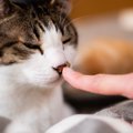 猫が飼い主に鼻を触られたときの心理３つ