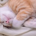 子猫気分が抜けない猫の9つの行動