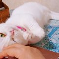 かわいく邪魔をする猫さん♪