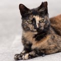 オス猫・メス猫別『レア毛色』3選　どうしてあまり見られないのか、そ…