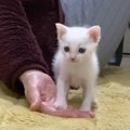 生後1か月の赤ちゃん猫→初めて来た場所が怖くて…『ママの手から離れら…
