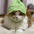 猫がごはんを食べない時に考えられる理由５つ