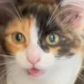 子猫に『おいで、病院』と声をかけると…驚きが隠せない『まさかの反応』が…