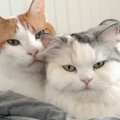 ベッドで仲良く寄り添う2匹の猫をAIで『擬人化』した結果…完全に予想外な…