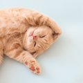 猫の『いい飼い方・悪い飼い方』を分ける5つのポイント　幸せな猫生は…