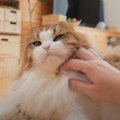 ママになでなでされていた猫…娘が帰宅した途端『まさかの速度』で走っ…