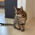 表現ベタな猫の気持ちをくみ取るためのポイント３つ