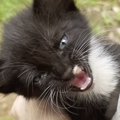嵐がくる直前、『がれきの中で鳴いていた子猫』を保護→優しい先住猫たちと…
