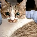 モデルのように綺麗に写るキジシロ猫→『隣』を見てみると、黒猫が……正反対…