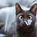 猫の目が『内側に寄っている』ときの原因3つ　生活への影響は？病院に連れ…