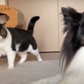 憧れの犬くんに近づきたい可愛い猫ちゃん♡